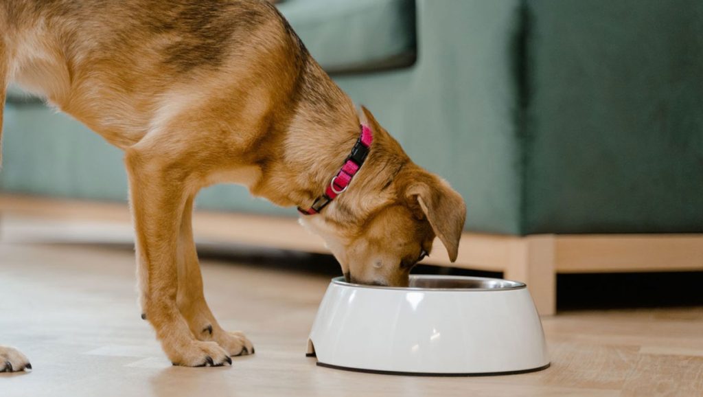 Brown dog eating from white bowl