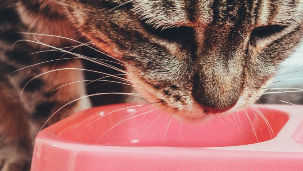 Cat eating from pink bowl