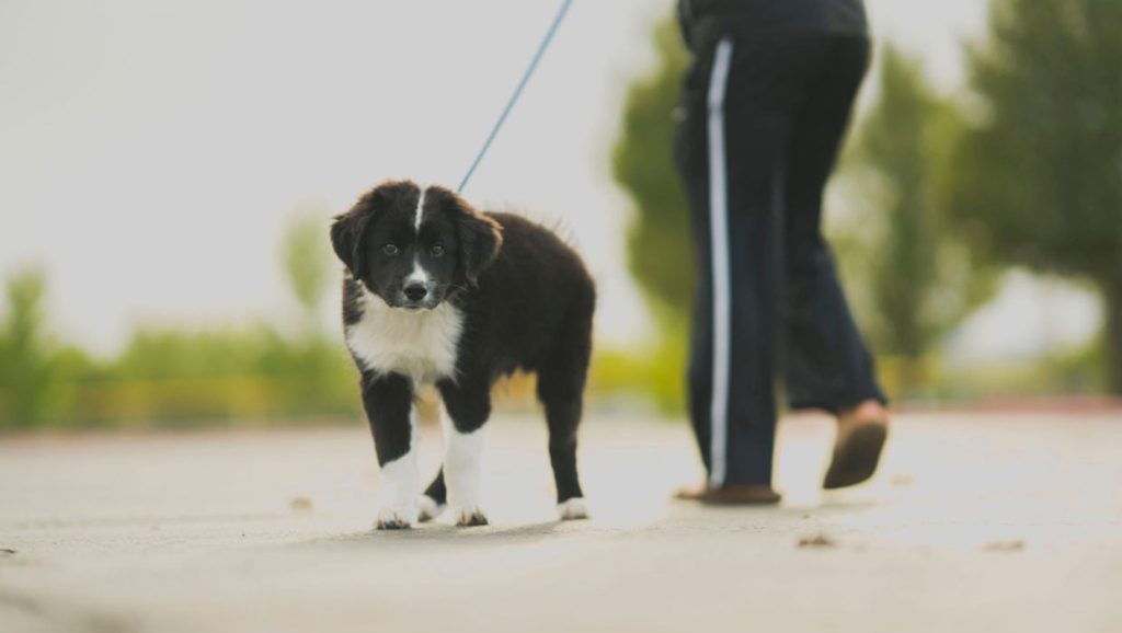 Puppy on a leash walking with hooman