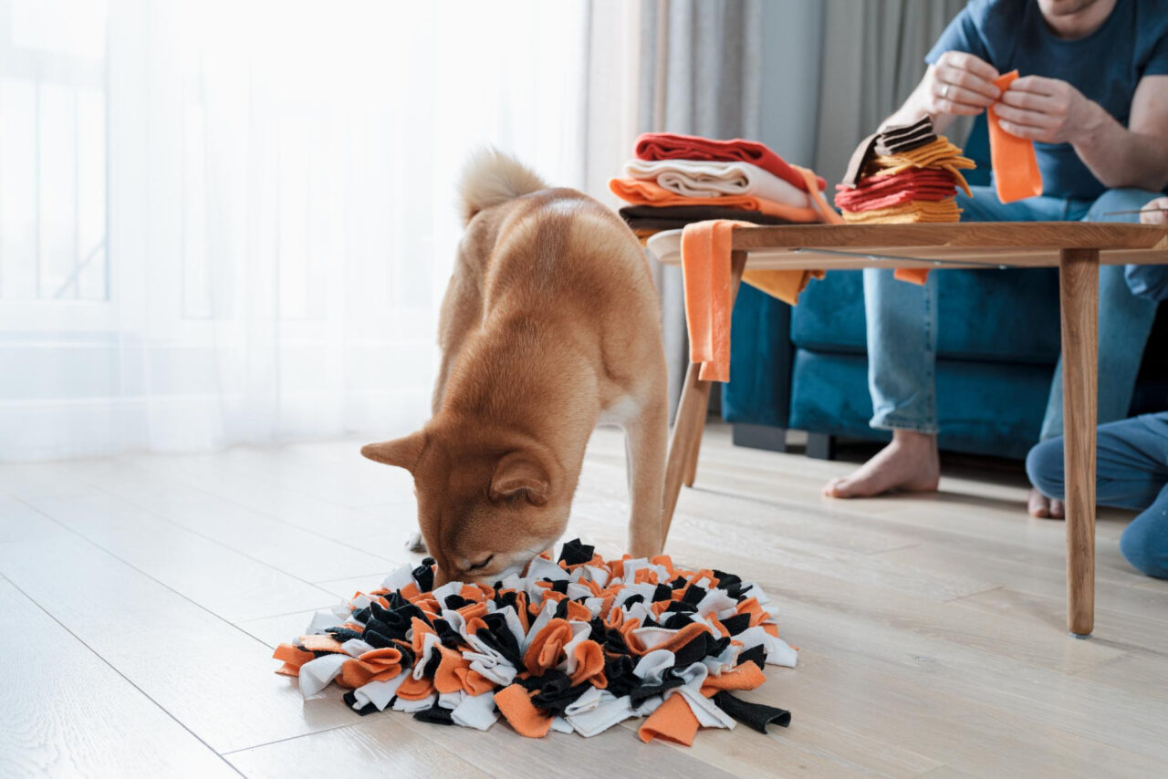 Dog in living room playing with rug