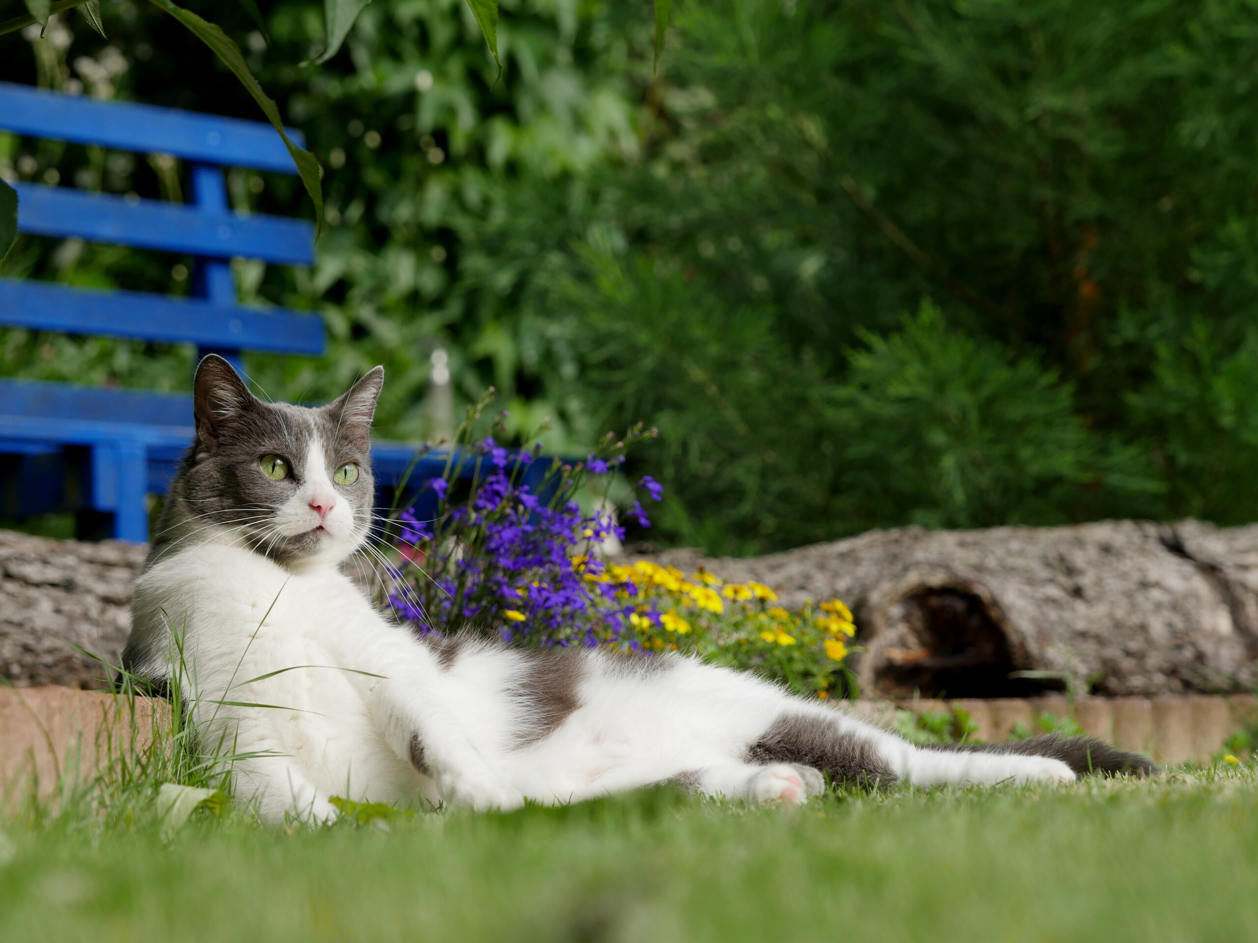 Photo of a cat lying on the grass with wildflowers behind it.