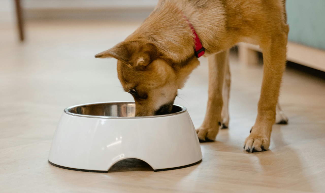 Dog eating from bowl