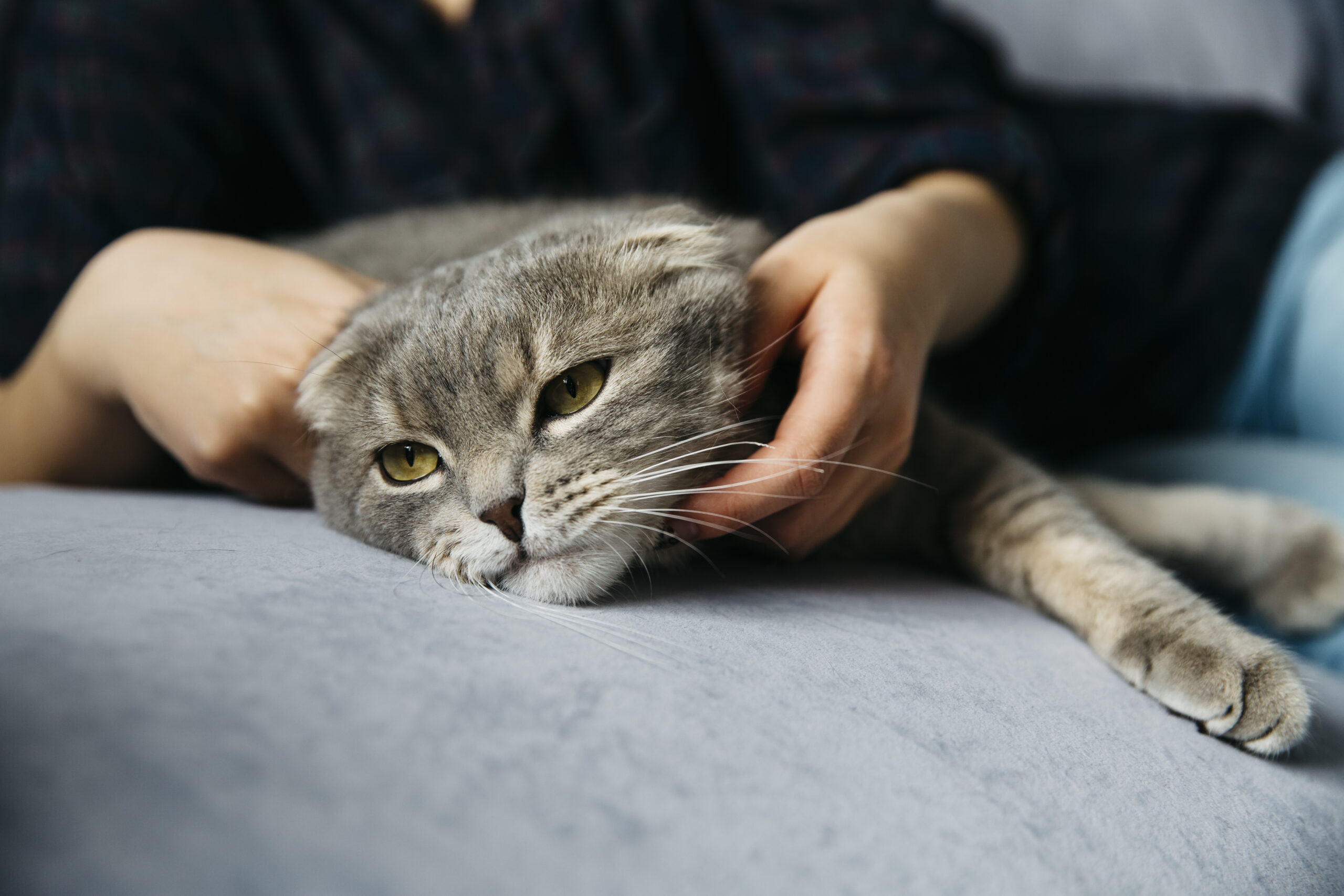 A person petting a sick cat below its head near the ear.