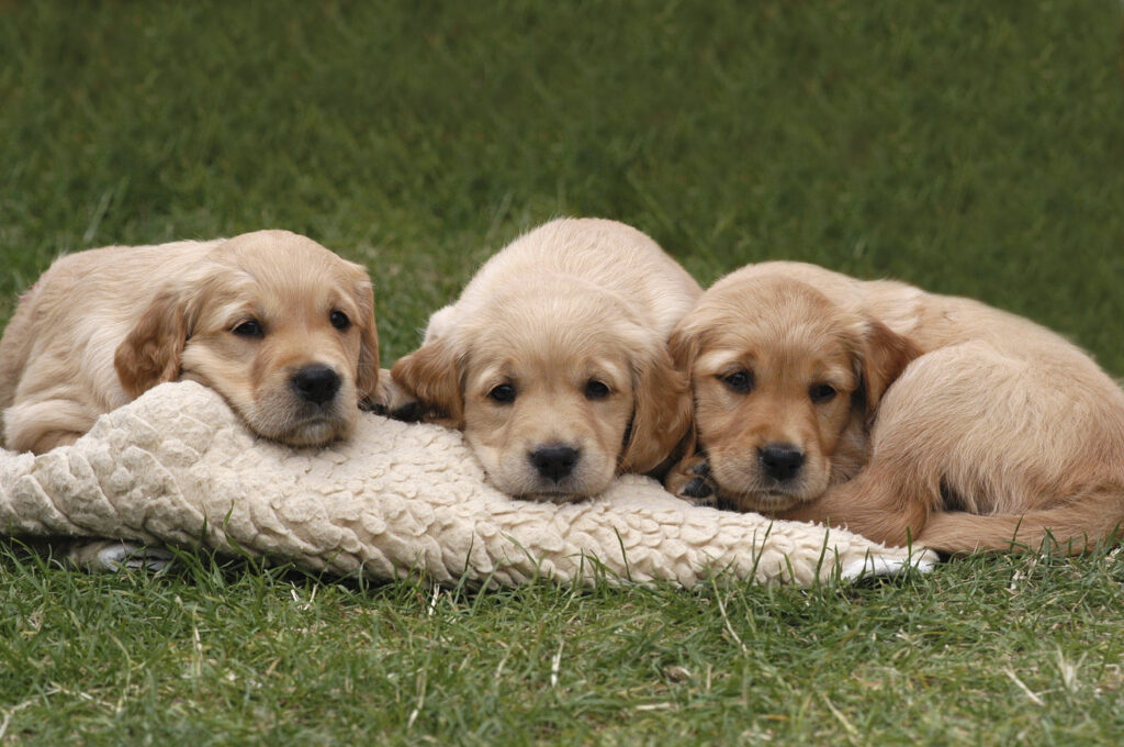 Three Golden Retrievers lying on grass