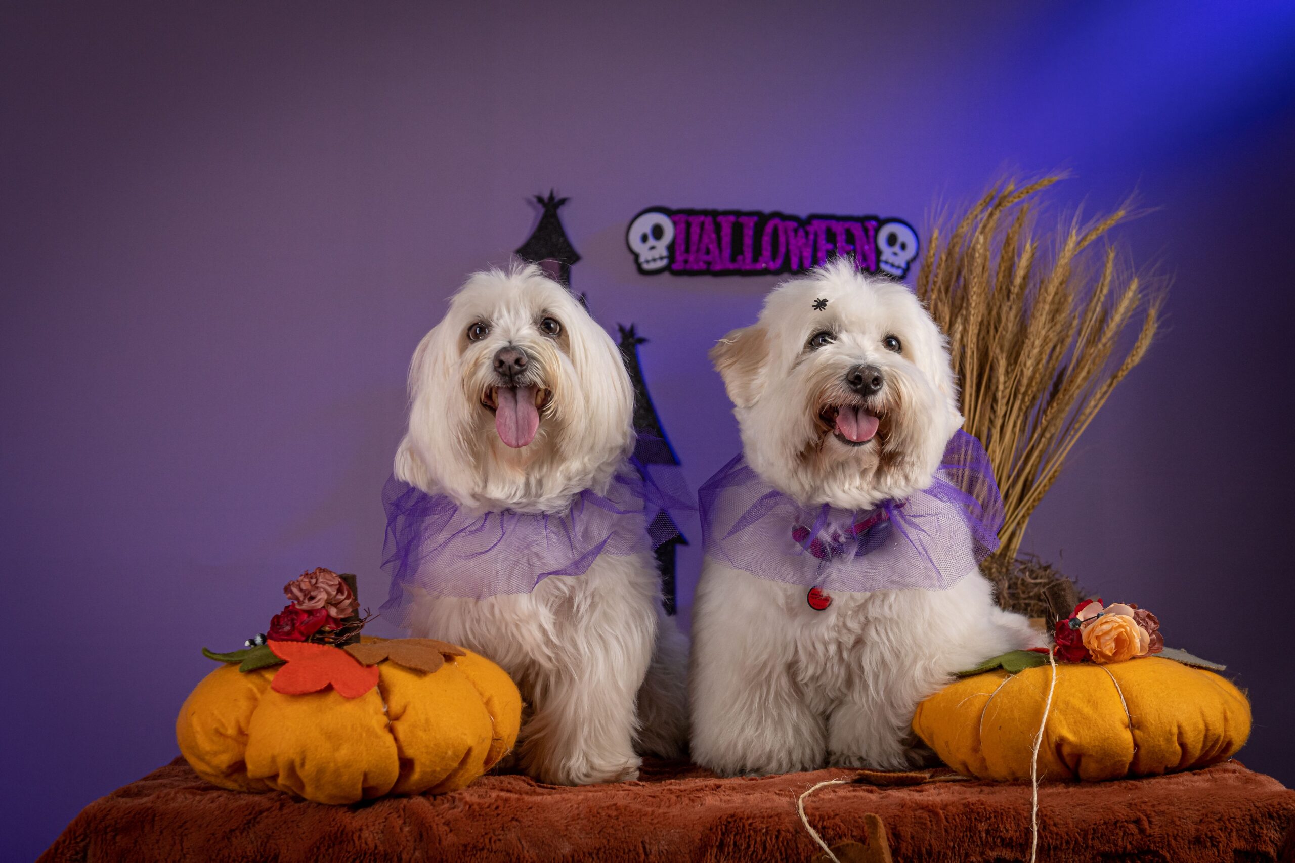 Two adorable Coton de Tulear dogs dressed up in Halloween costumes.