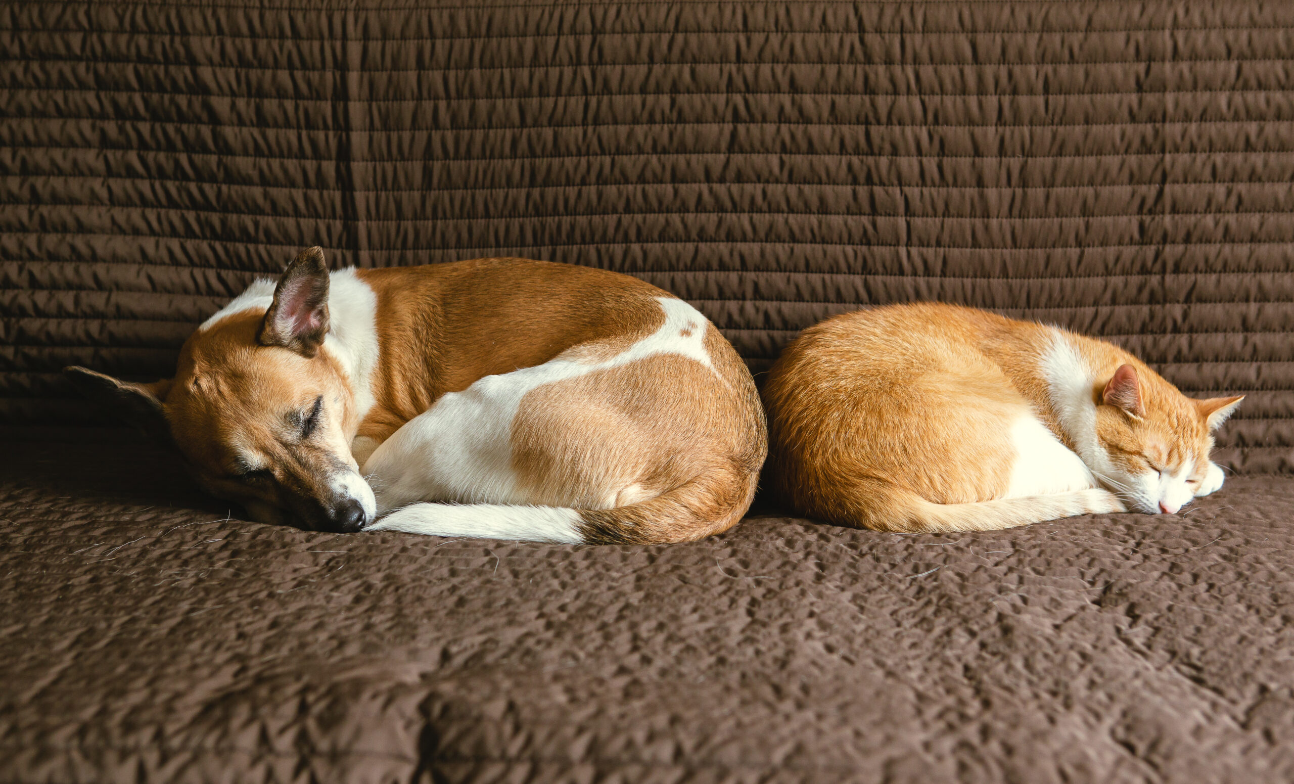 Reddish cat and dog sleeping on a brown sofa. Best friends are always together.