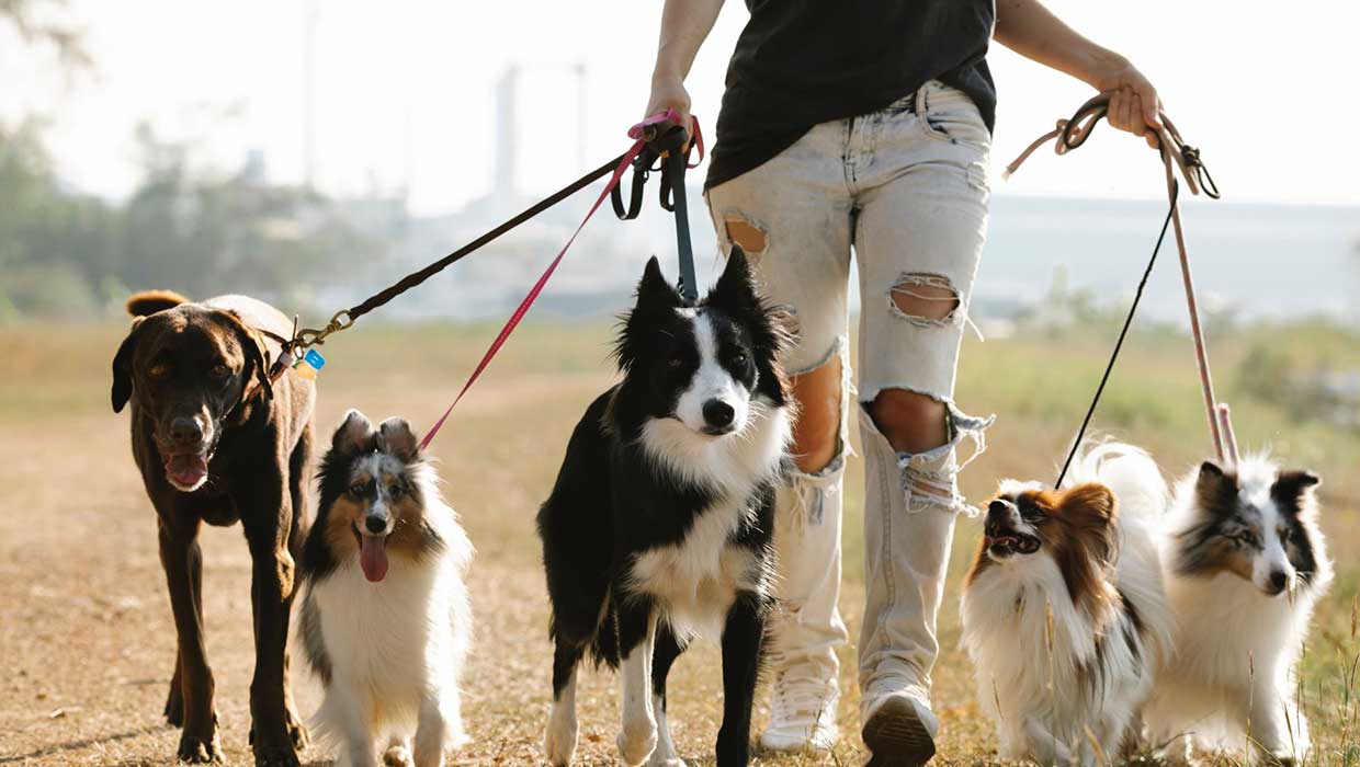 Five dogs walking with human