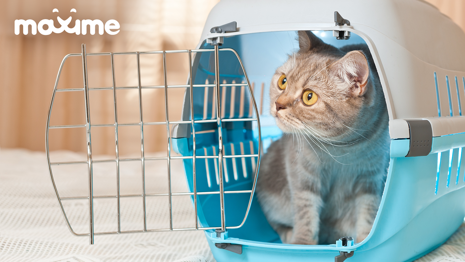 What To Buy Before Bringing A Cat Home