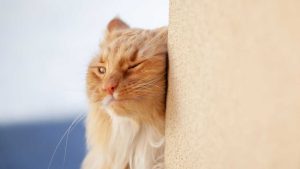 White cat with closed eye relaxing on the floor