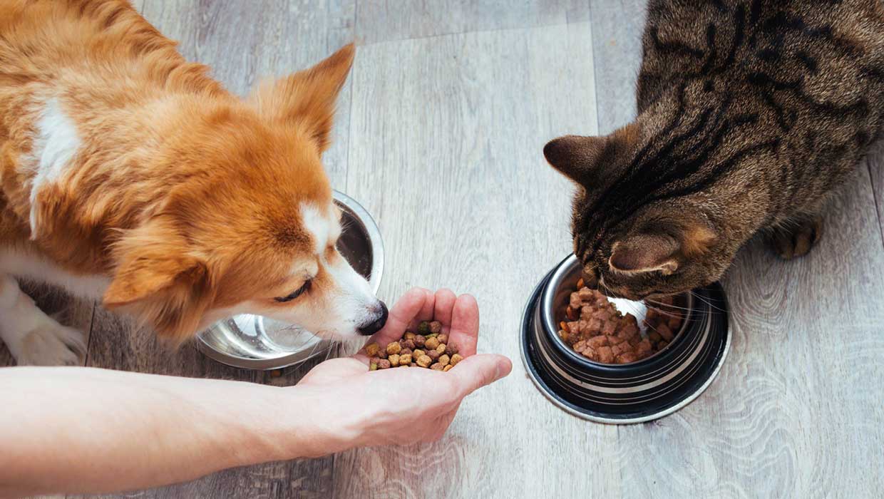 Dog and cat eating highly digestible kibble from bowl