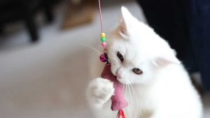 Kitten lying on carpet with paws raised