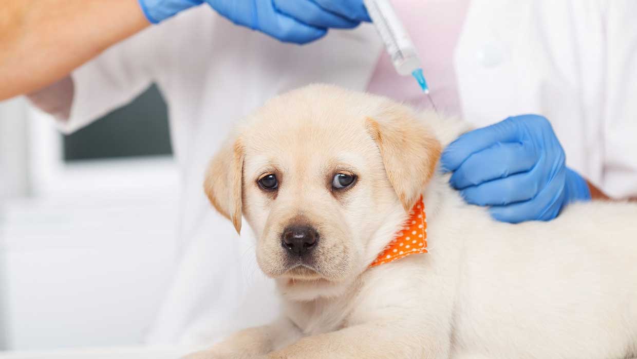 Puppy getting anti rabies vaccine