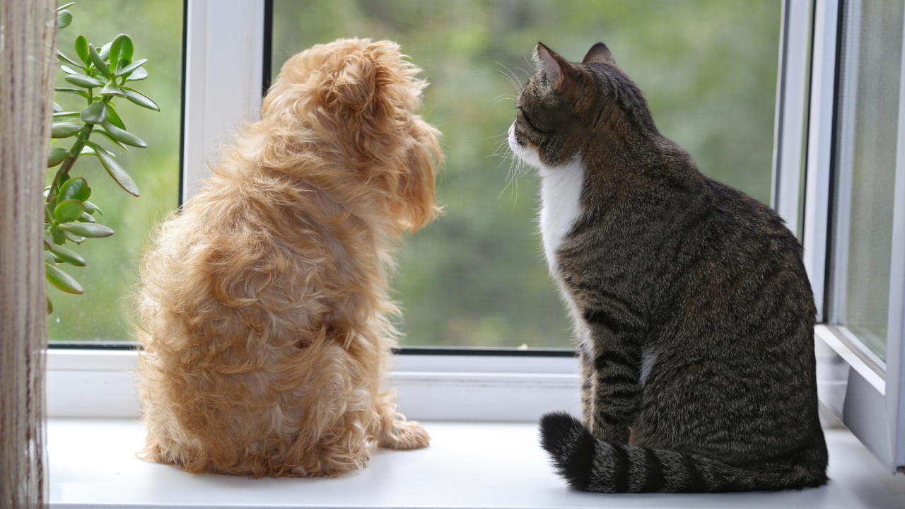 Dog and cat by the window