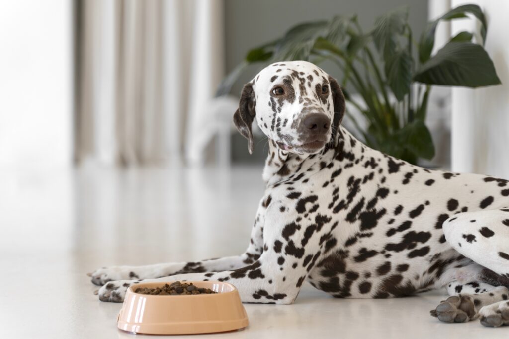 photo of a Dalmatian dog with his pet bowl